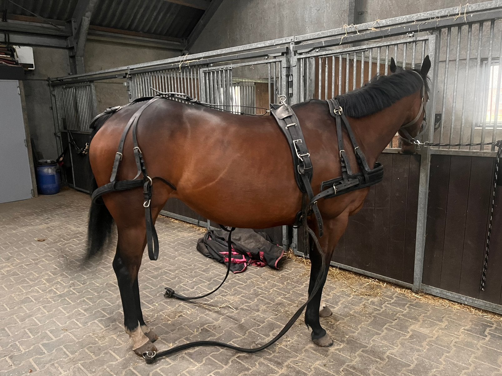 Men tuig enkel span, Dieren en Toebehoren, Paarden en Pony's | Hoofdstellen en Tuigage, Ophalen, Zo goed als nieuw, Overige disciplines