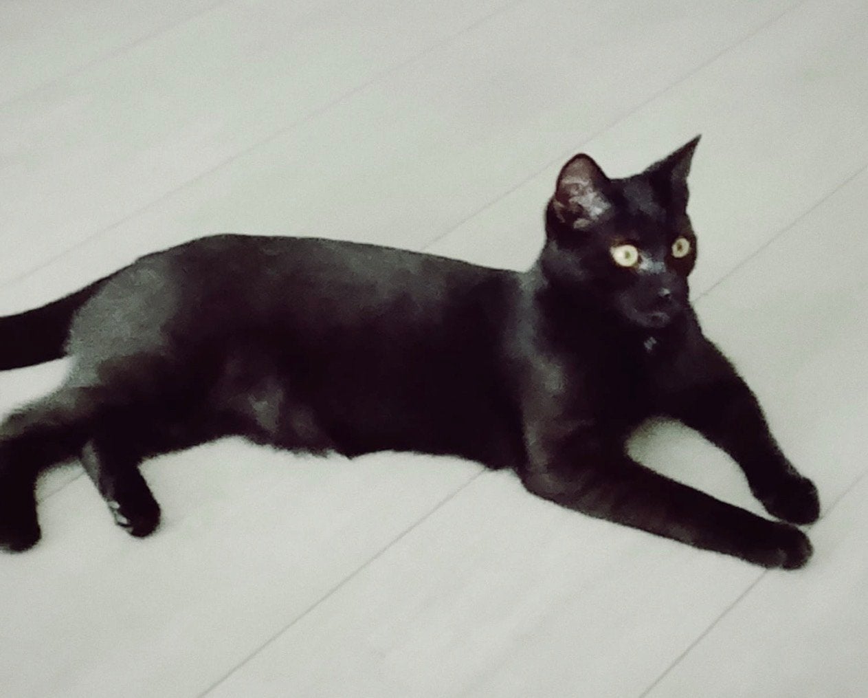 6 manden oud. Jonge kat mag gratis opgehaald worden, Kater