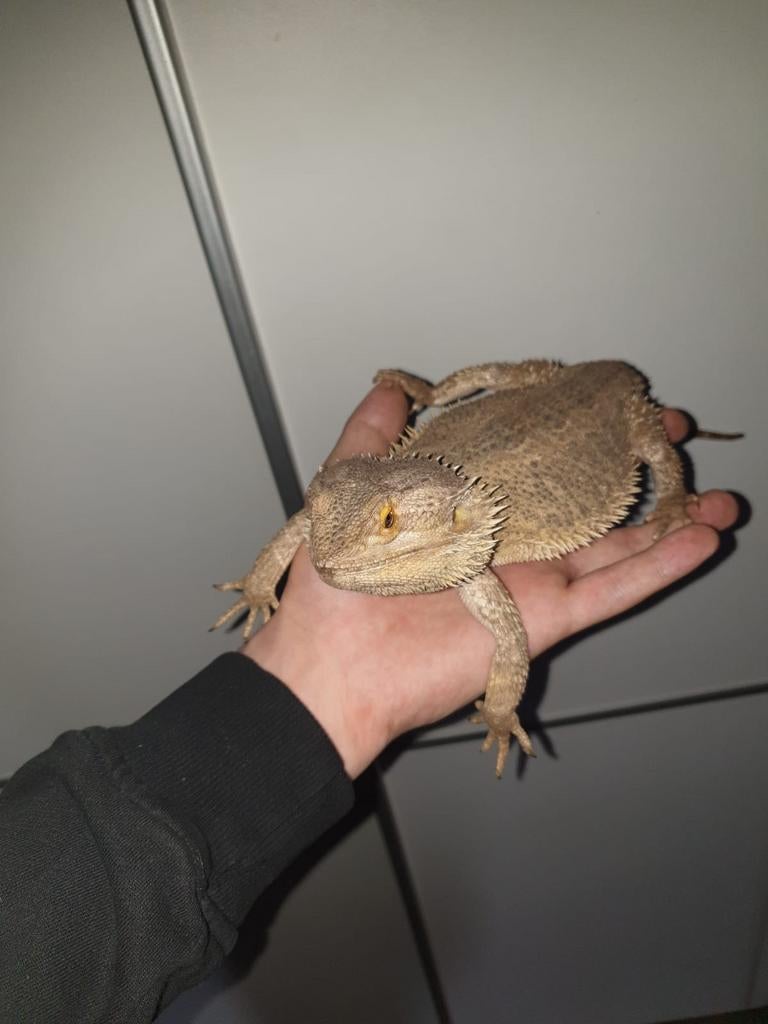 2 baardagamen, Dieren en Toebehoren, Hagedis