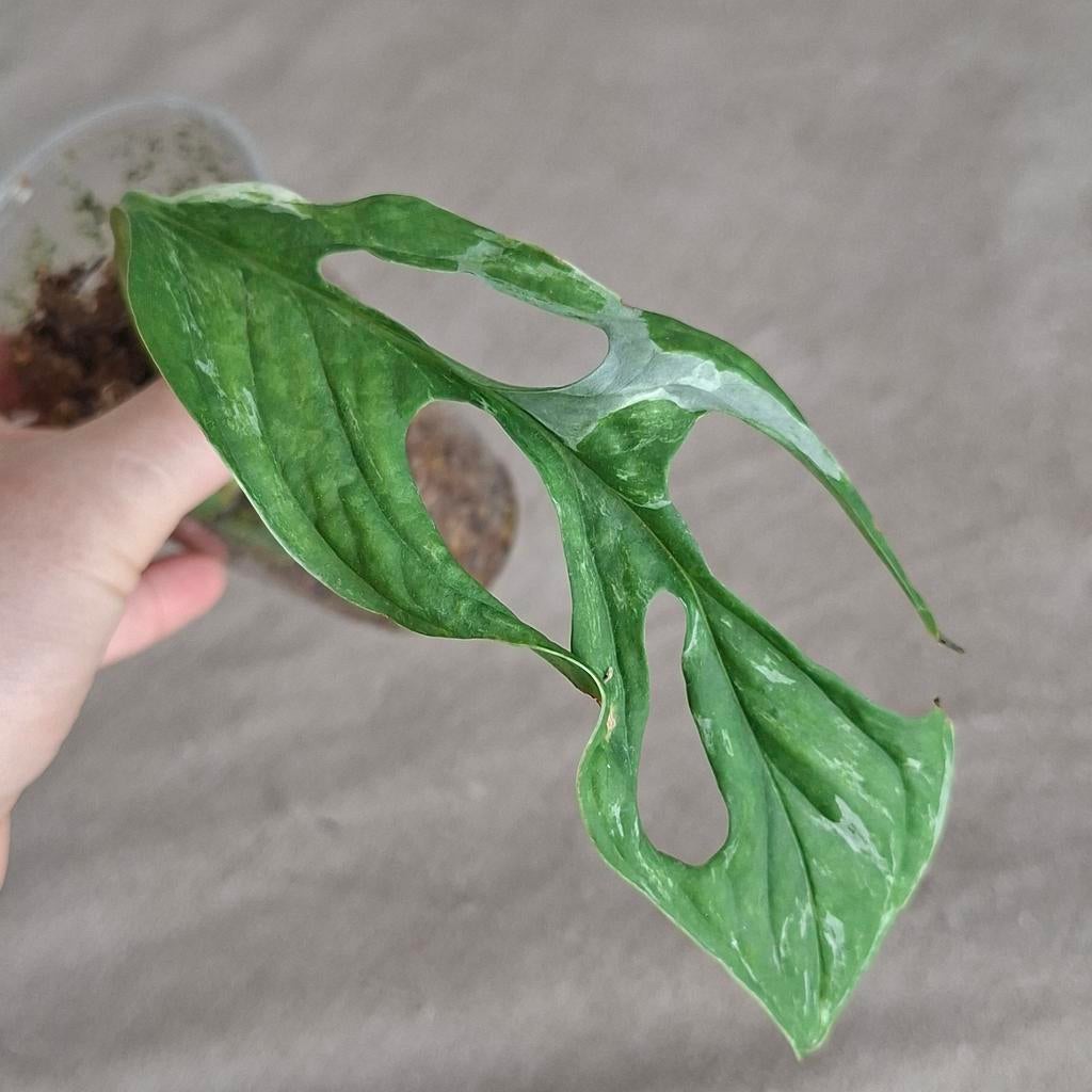 Monstera Adansonii Indonesian Marble stekje, Ophalen of Verzenden, Bloeit niet, Overige soorten, Halfschaduw