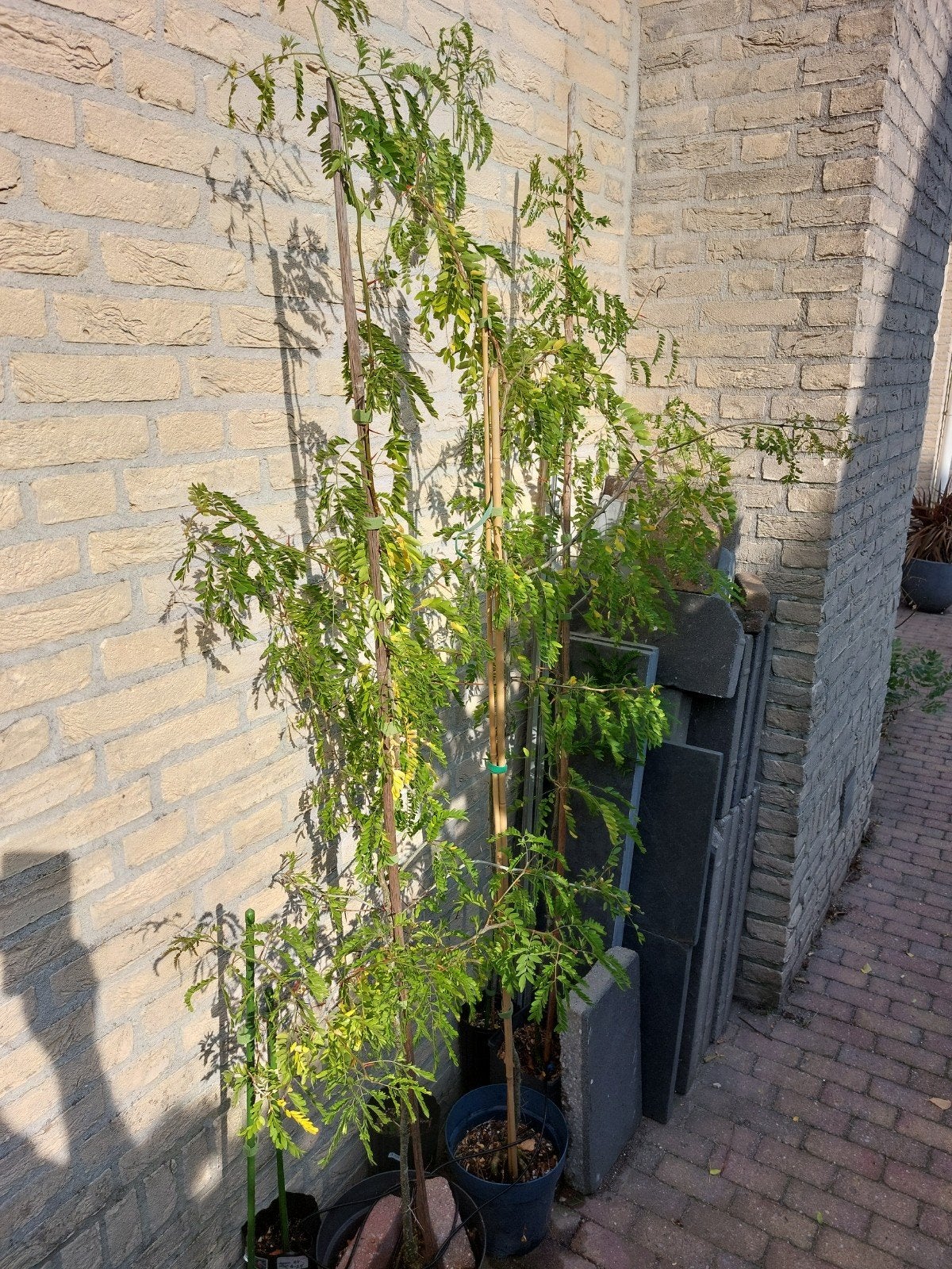 Valse christusdoorn  boompjes 1.50 mtr - 2.00 mtr, Overige soorten, Lente, 100 tot 250 cm, Ophalen