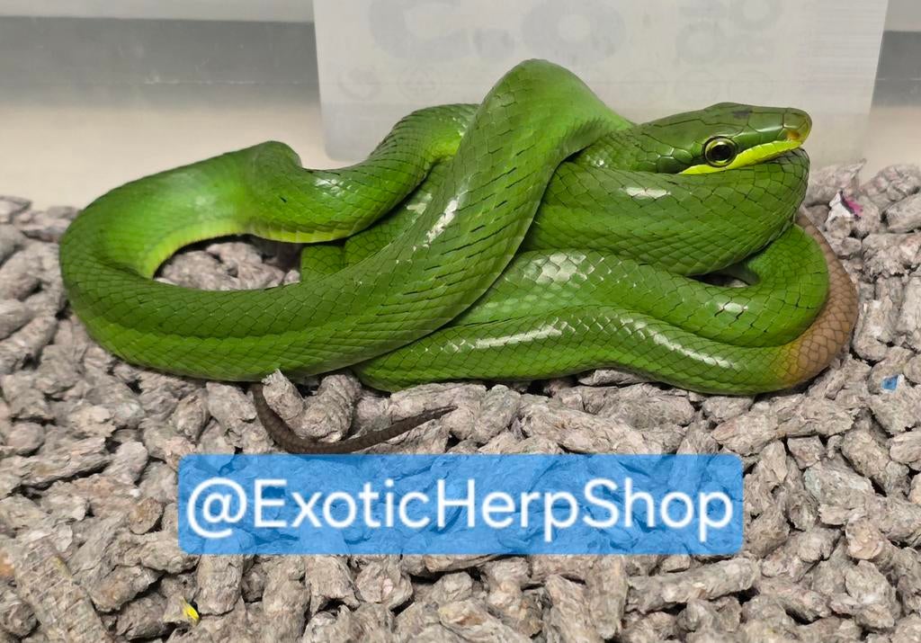 0.2 gonyosoma oxycephalum, 0 tot 2 jaar