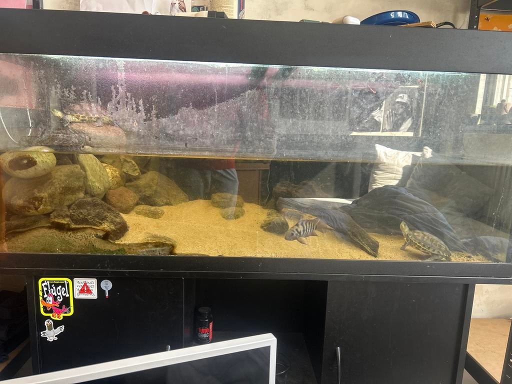 Schildpadden met aquarium, Ophalen of Verzenden, Gevuld zoetwateraquarium