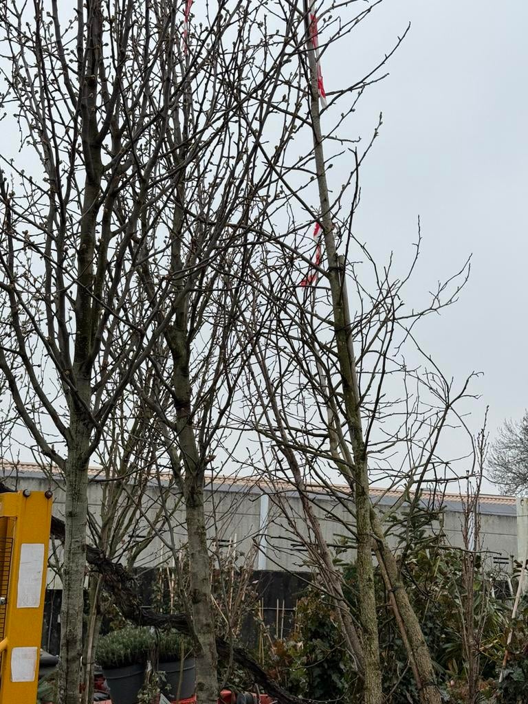 Sierpeer pyrus cantelier hoogstaan vol in bloei hoog 4,5-5, Ophalen, Volle zon, Overige soorten