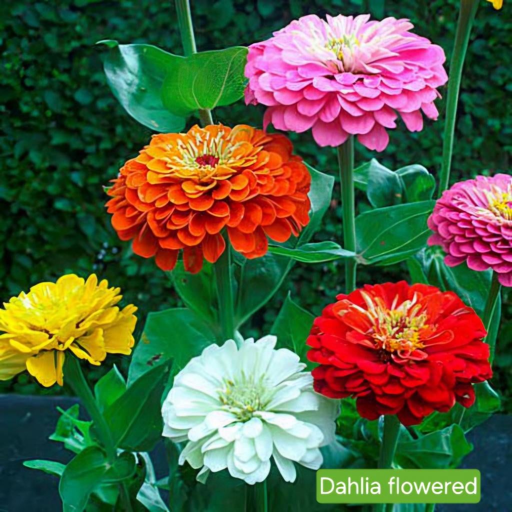 Zinnia Dahlia flowered, Ophalen of Verzenden, Voorjaar, Volle zon, Zaad