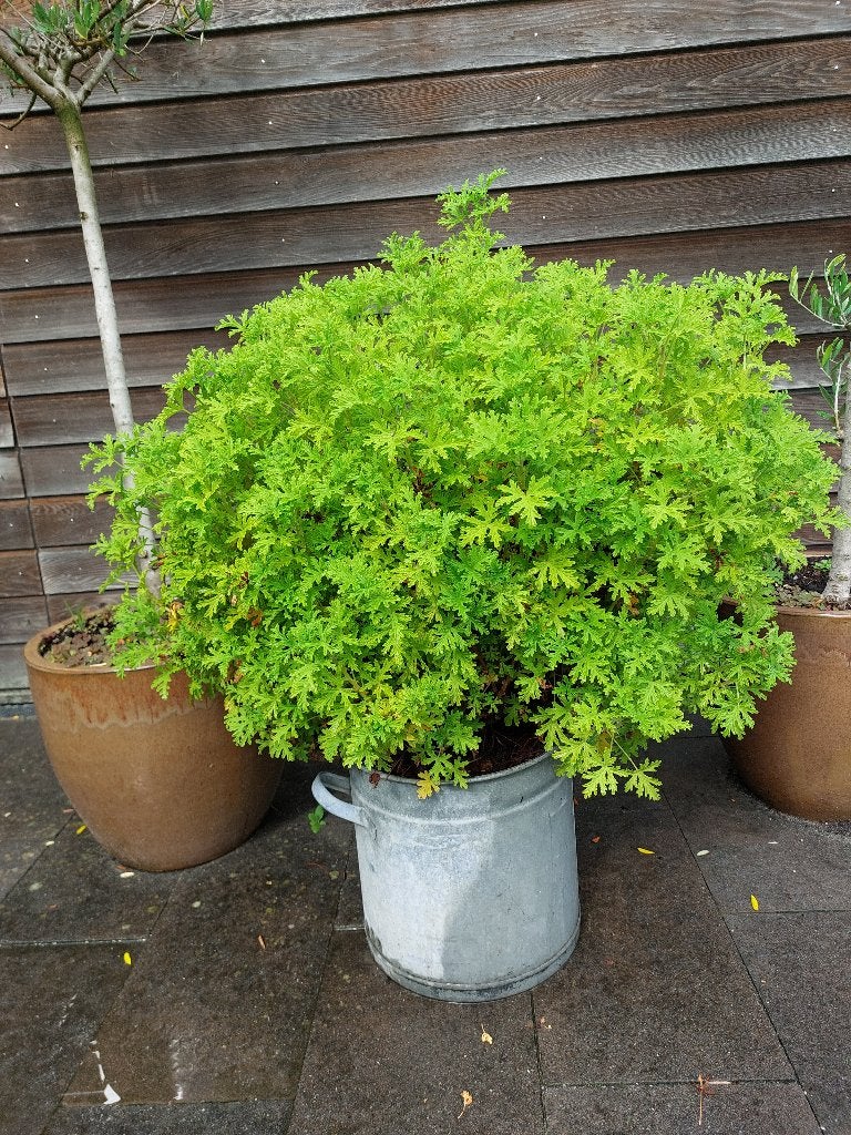 plant citroengeranium, Ophalen, Halfschaduw, Minder dan 100 cm