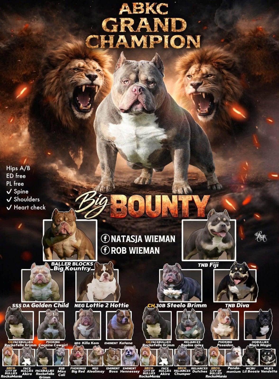 American bully  pocket 9 weken van Gr Ch Big Bounty x noah., Dieren en Toebehoren, Overige rassen, 8 tot 15 weken, Meerdere, Meerdere dieren
