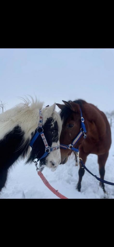Prachtige tinker merrie, 1.30 hoog., 5 jaar, Dieren en Toebehoren, Paarden, Merrie, Recreatiepaard