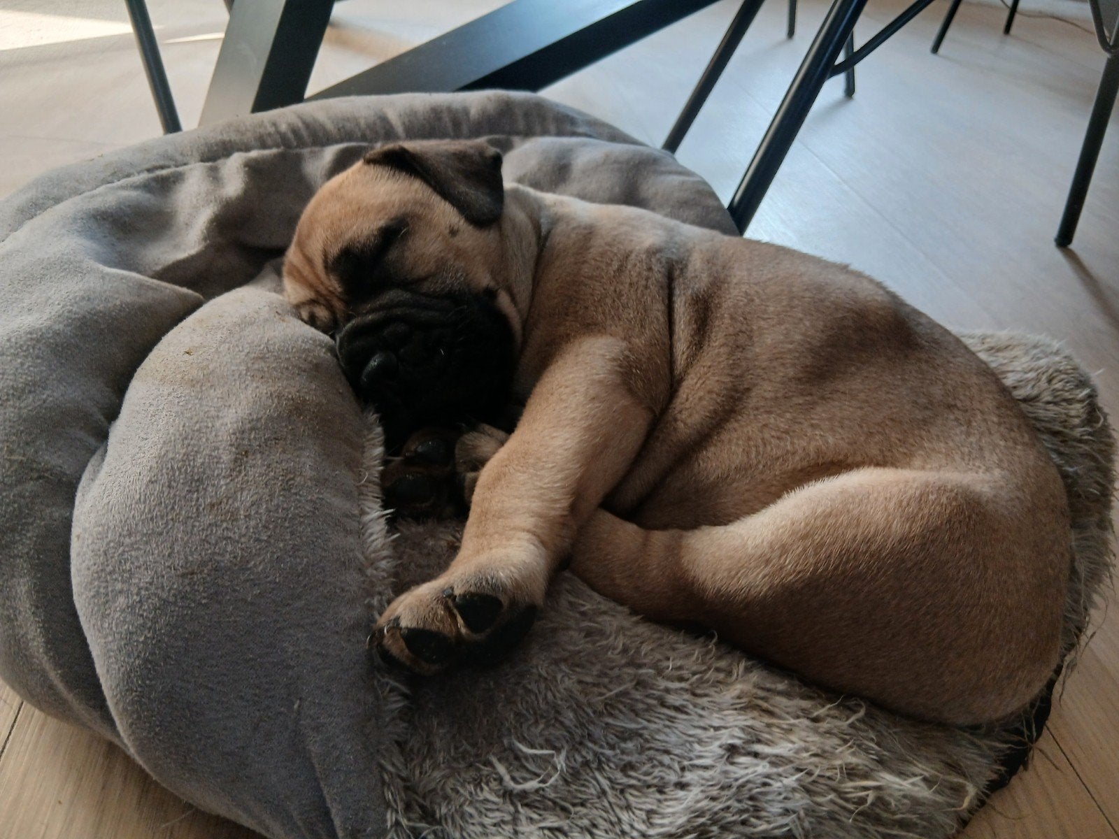 bullmastiff pup, Dieren en Toebehoren, 8 tot 15 weken, Meerdere, Meerdere dieren, Nederland