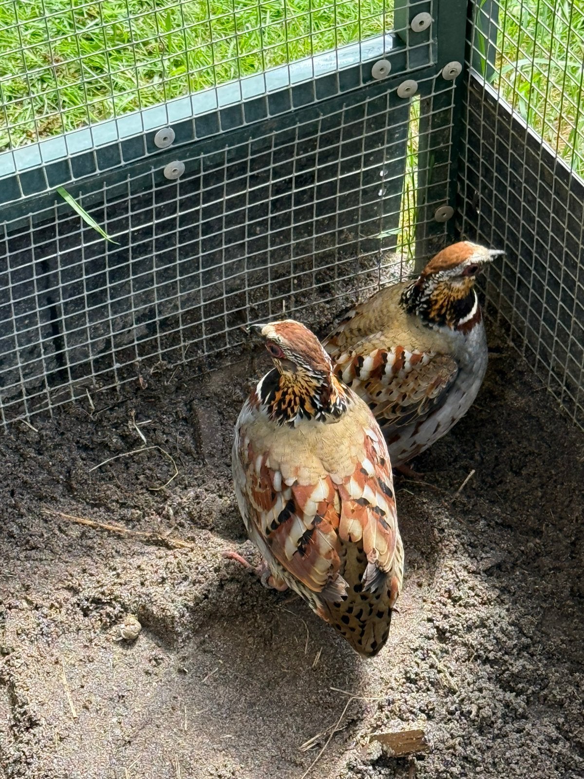 Rickett Bospatrijzen Gingica, Meerdere dieren, Geringd