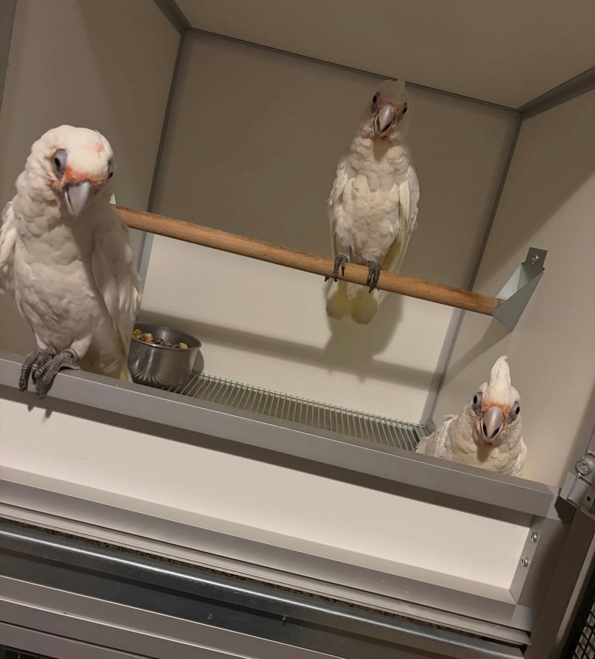 Supertam naaktoogkaketoe’s 2026, Dieren en Toebehoren, Meerdere dieren, Papegaai, Geringd