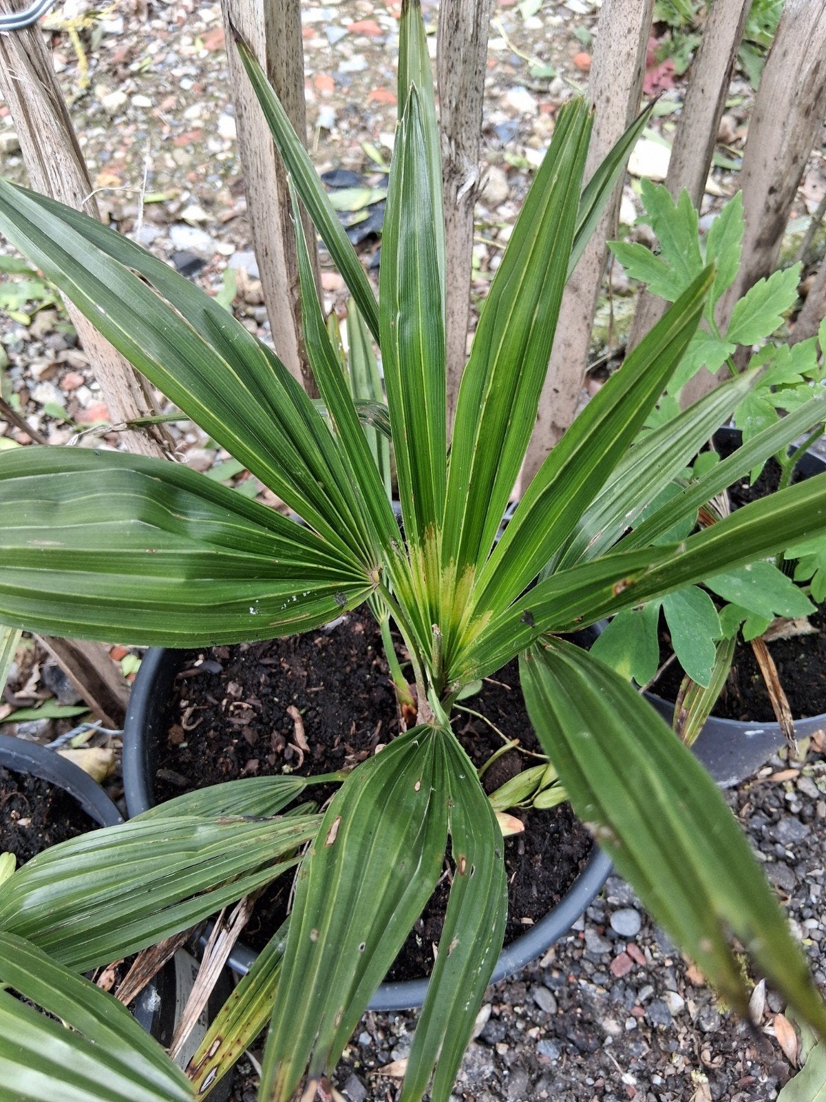 Trachycarpus fortunei x nianital, Tuin en Terras, Ophalen, Overige soorten, Halfschaduw