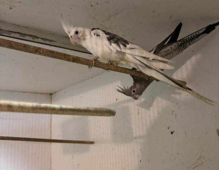 2 mooie valkparkiet poppen, Dieren en Toebehoren, Vrouwelijk, Parkiet