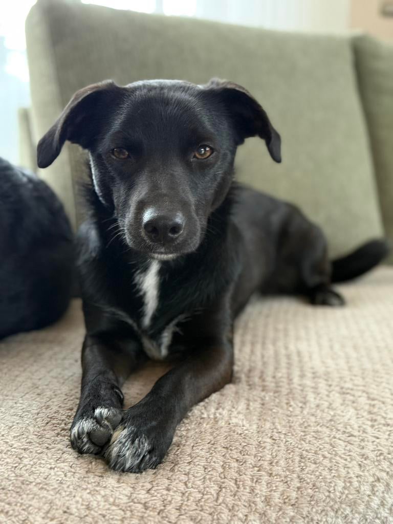 Jonge schat van een Jack Russel mix, reu, Dieren en Toebehoren, Honden | Niet-rashonden, Reu, 1 tot 2 jaar, Parvo, Eén hond