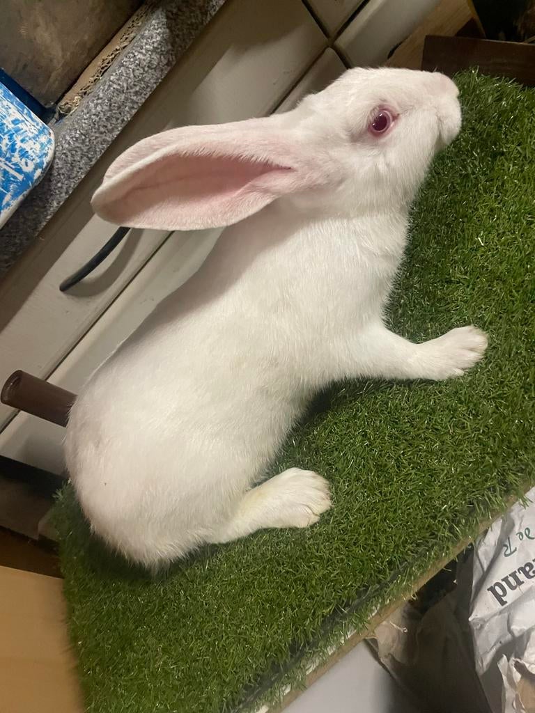 Mooie snel groeiende vleeskonijnen boven 2kg nu, Dieren en Toebehoren, Konijnen, Meerdere dieren, Groot