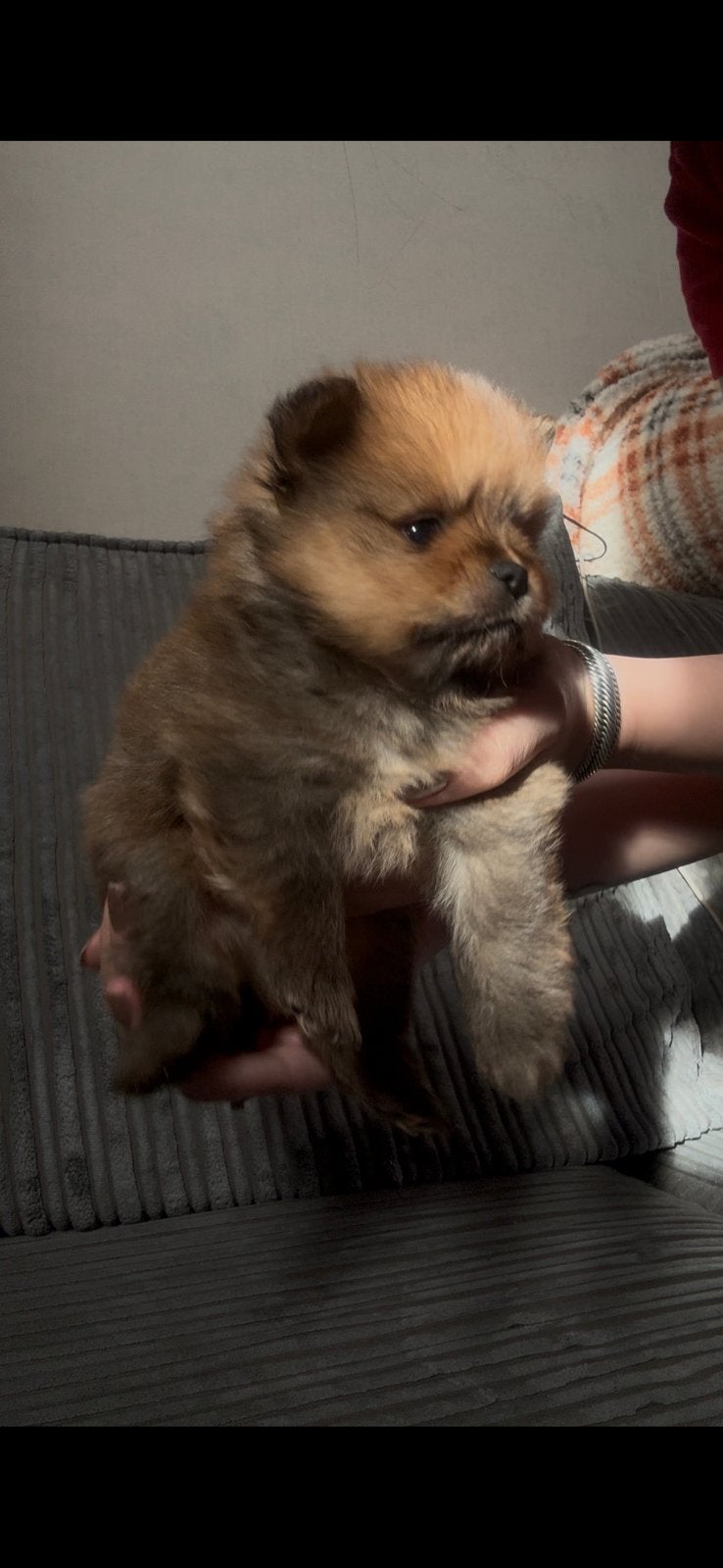 Laatste Pomeriaan Bearface pup -reserveren- 4 weken!, 8 tot 15 weken, Eén hond, CDV (hondenziekte), Nederland