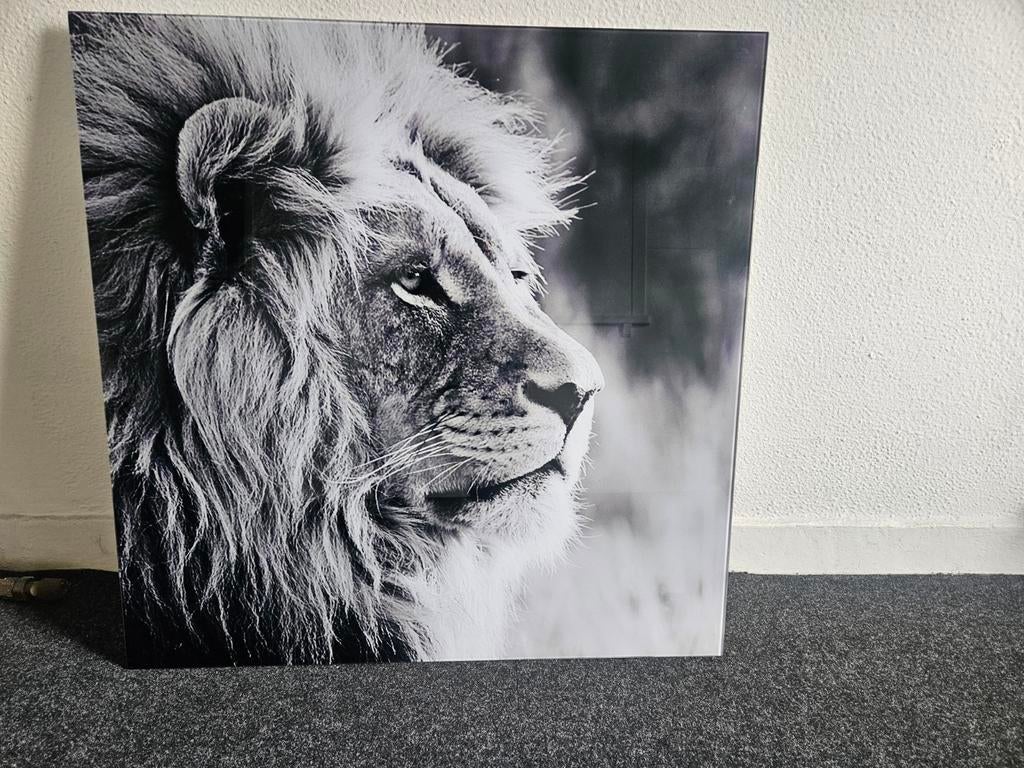 Schilderij leeuw op glas 80x80 cm - Countryfield, Ophalen, Zo goed als nieuw, Schilderij, 75 tot 100 cm