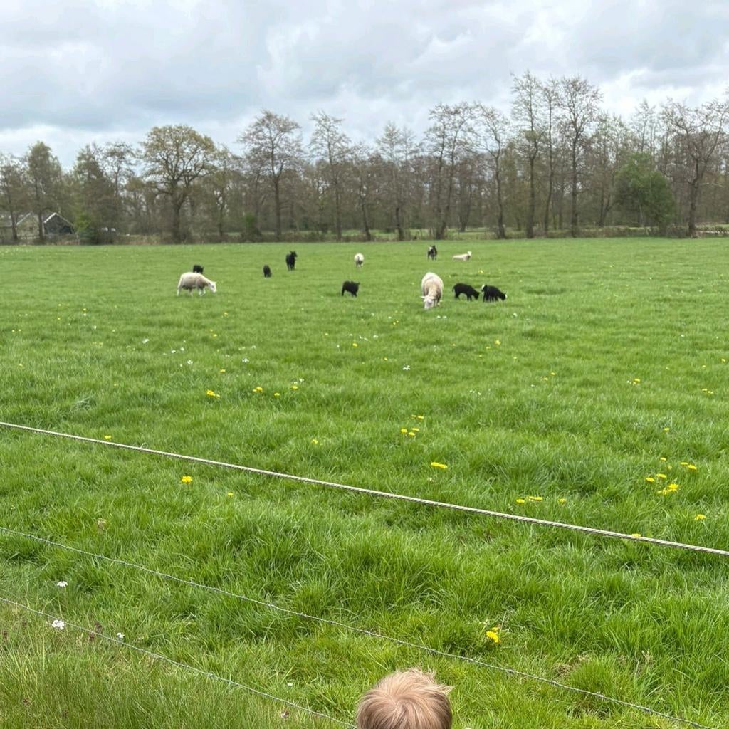 Gevraagd landbouwgrond / weiland voor schapen, Dieren en Toebehoren, Stalling en Weidegang