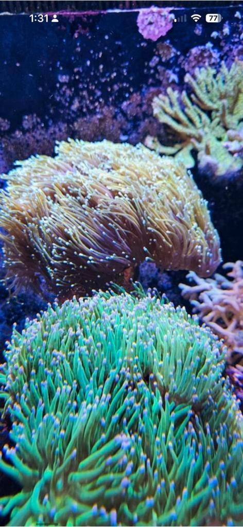 Stek & Frag koralen, Dieren en Toebehoren, Vissen | Aquariumvissen, Overige typen