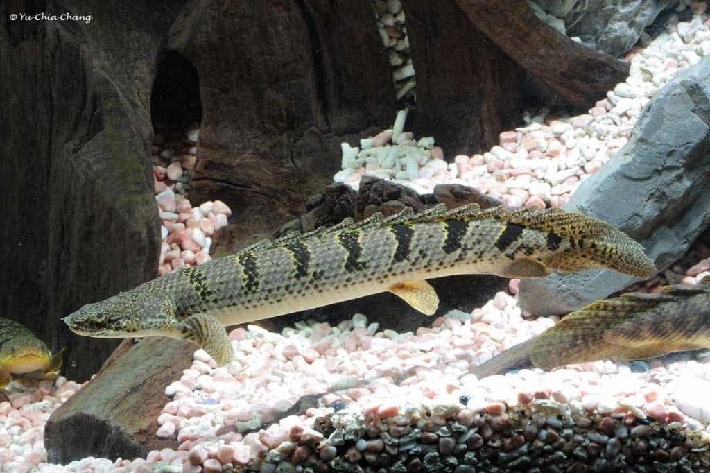 kwastvinsnoek delhezi 16cm te koop, Vis, Zoetwatervis