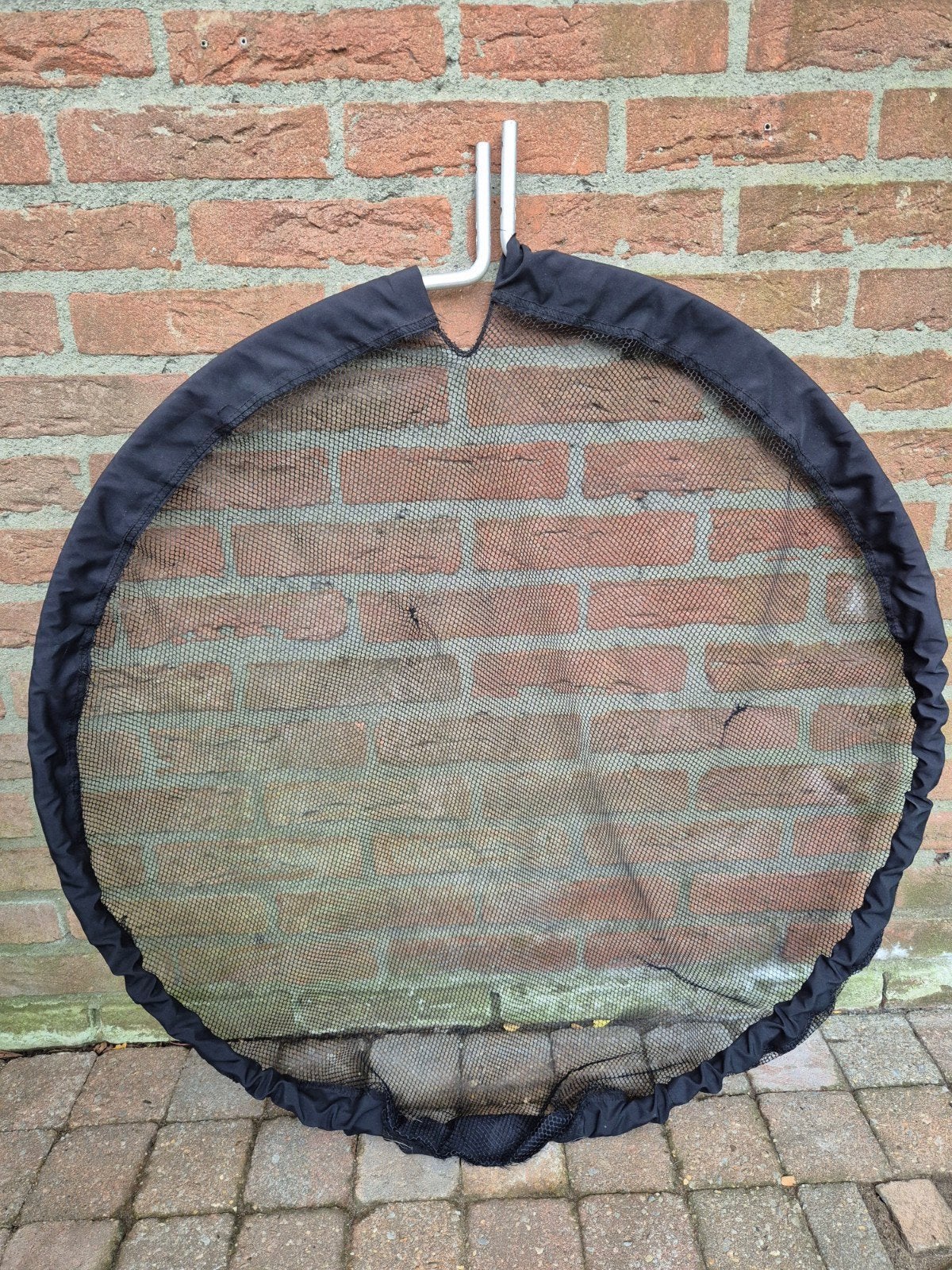 Koinet 80 cm, Karper of Koi