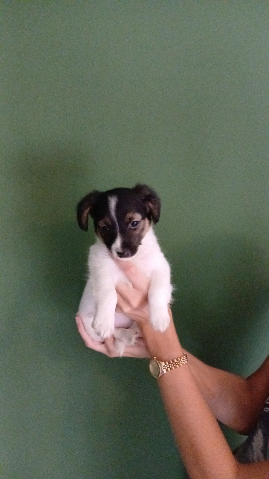 puppie jack Russel teefje, Jack Russell Terriër, 8 tot 15 weken, Teef, Meerdere