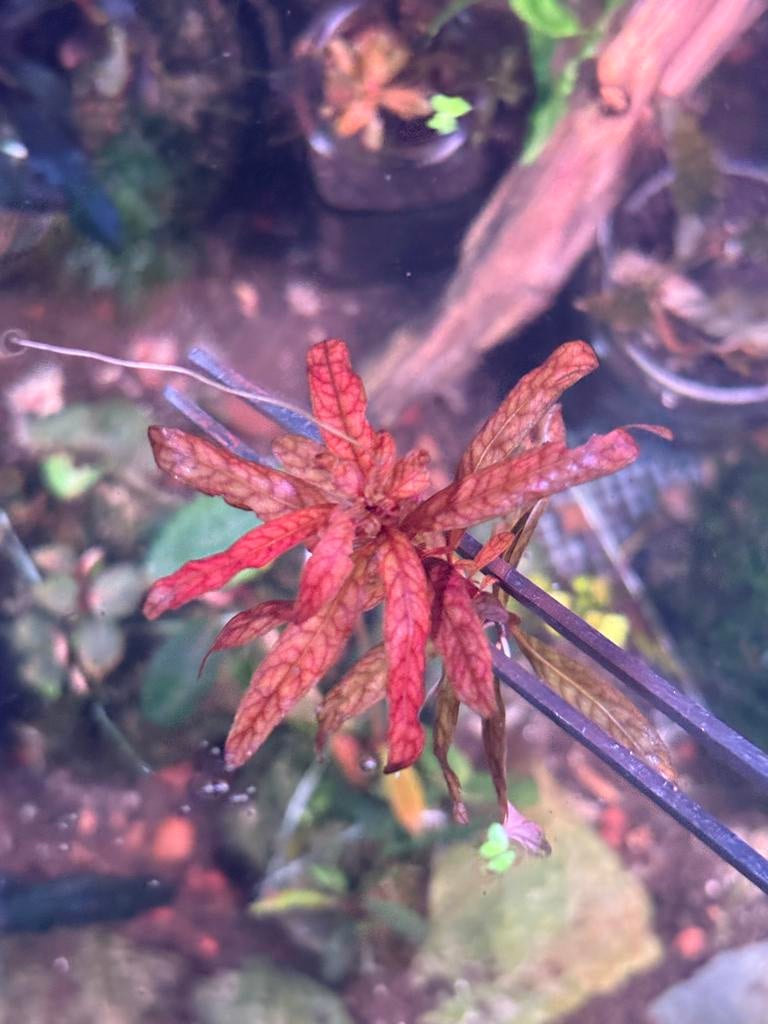 Rotala macracandra ‘variegated’, Ophalen of Verzenden, Nieuw, Plant(en), Steen of Hout