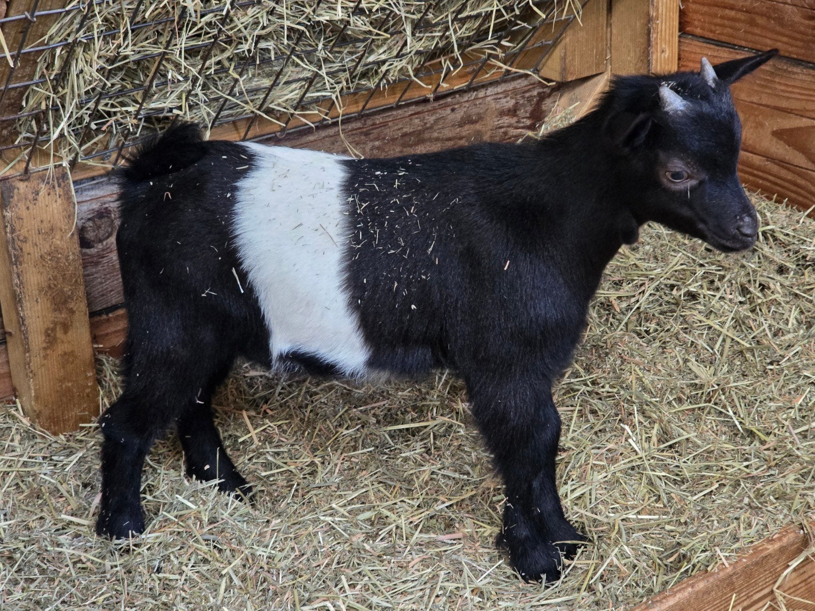 Lakenvelder dwerg geit bok, Dieren en Toebehoren, Schapen, Geiten en Varkens, Geit, Mannelijk