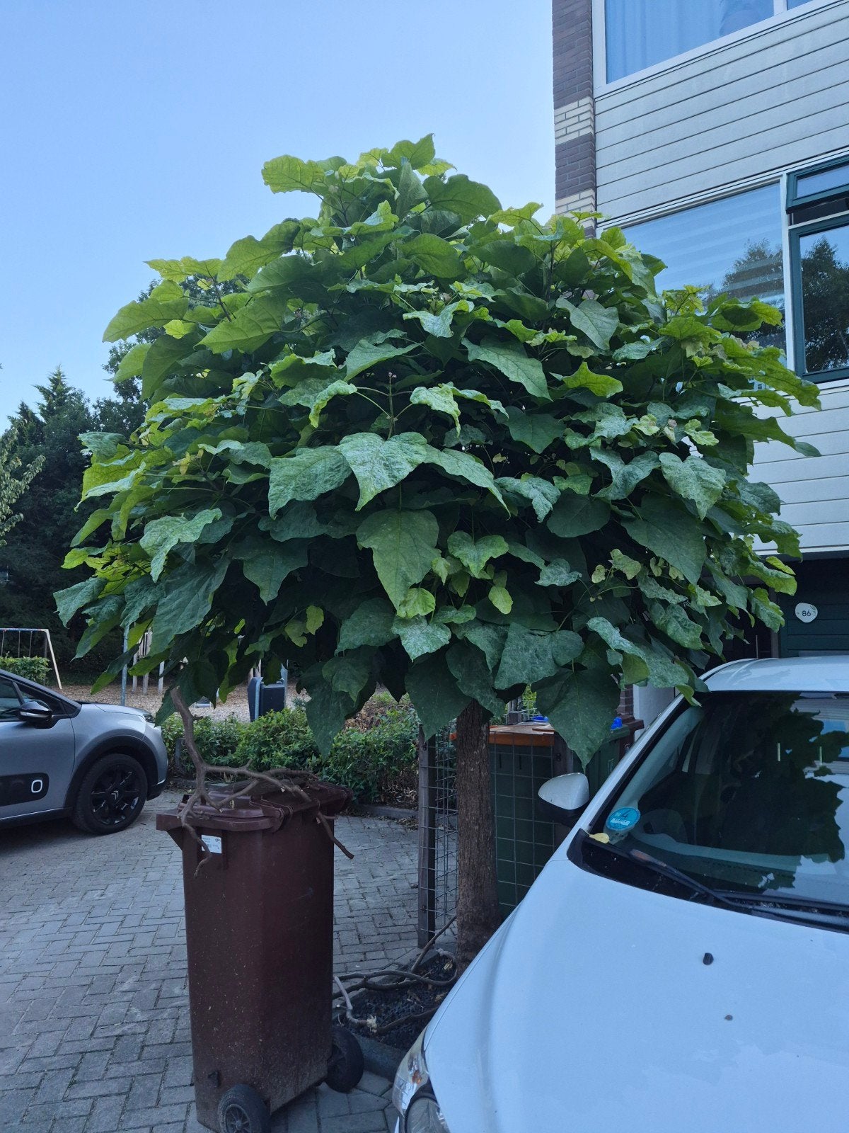 gratis catalpa boom, Tuin en Terras, Ophalen, Zomer, Volle zon, Overige soorten