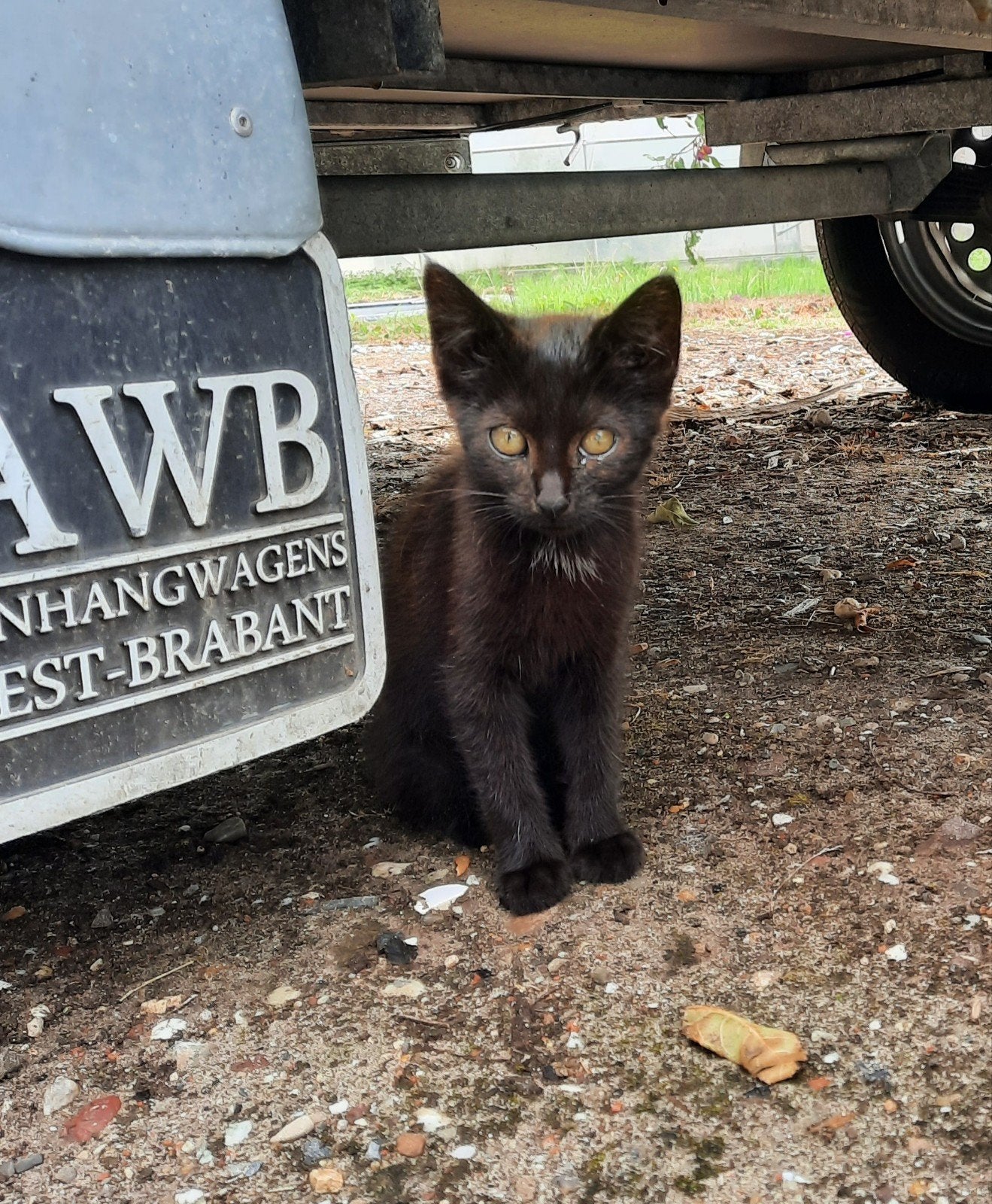 Kittens te koop, Dieren en Toebehoren, Meerdere dieren