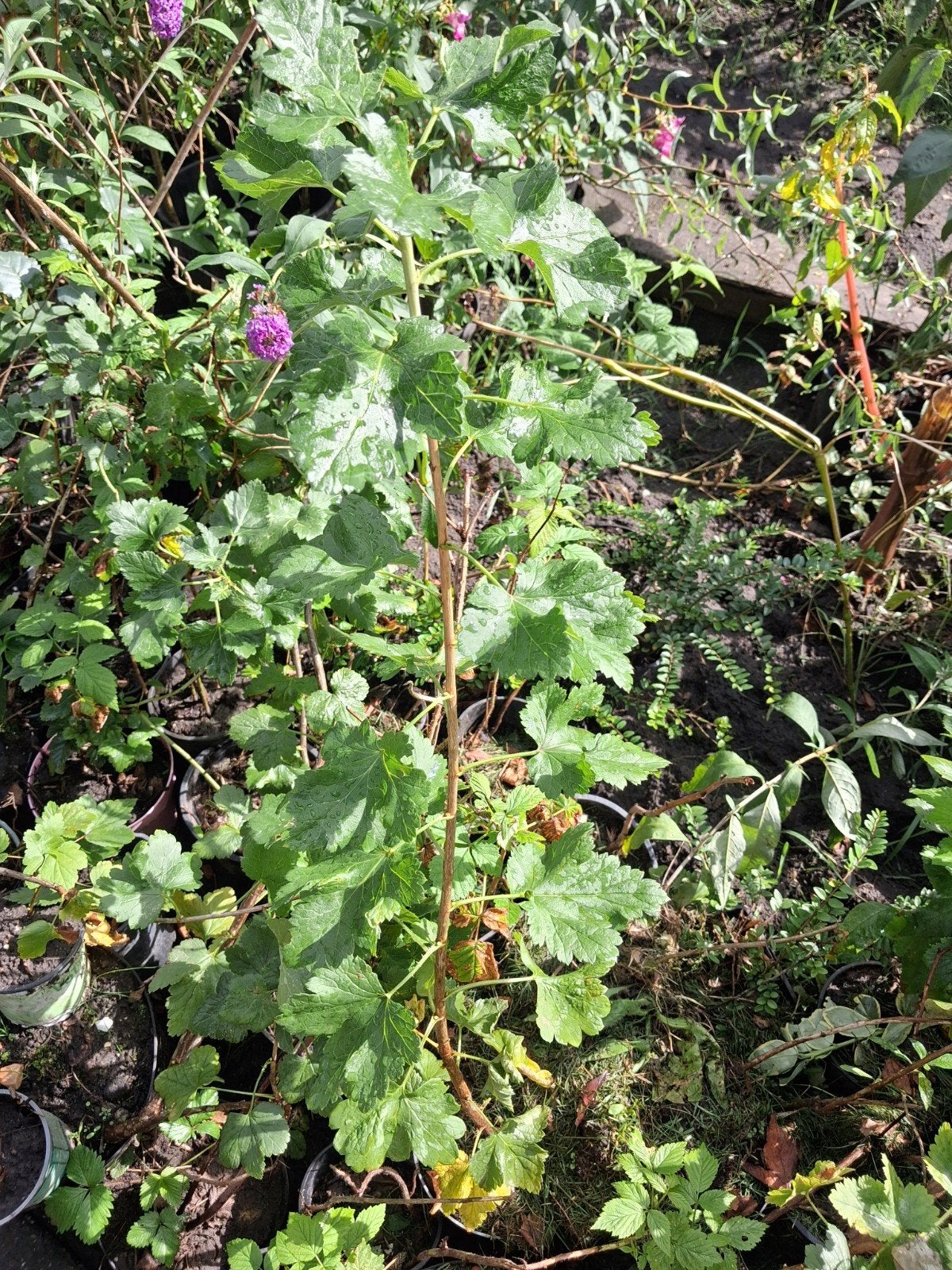 Bessenstruiken in pot - Diverse soorten beschikbaar, Tuin en Terras, Ophalen, Minder dan 100 cm, Lente, Overige soorten
