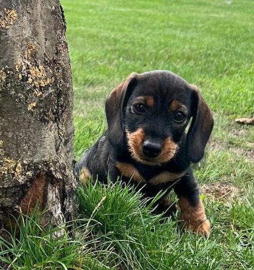 dwergteckel  pup, reu met stamboom, Parvo, Reu, 8 tot 15 weken, Dwerg