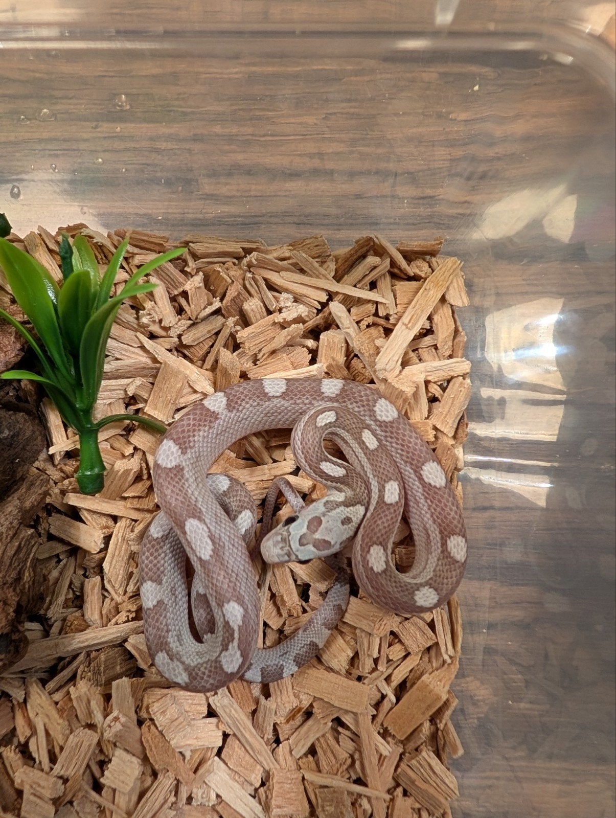 Super mooie korenslangen (genen bommetjes) Corn Snake photo 7