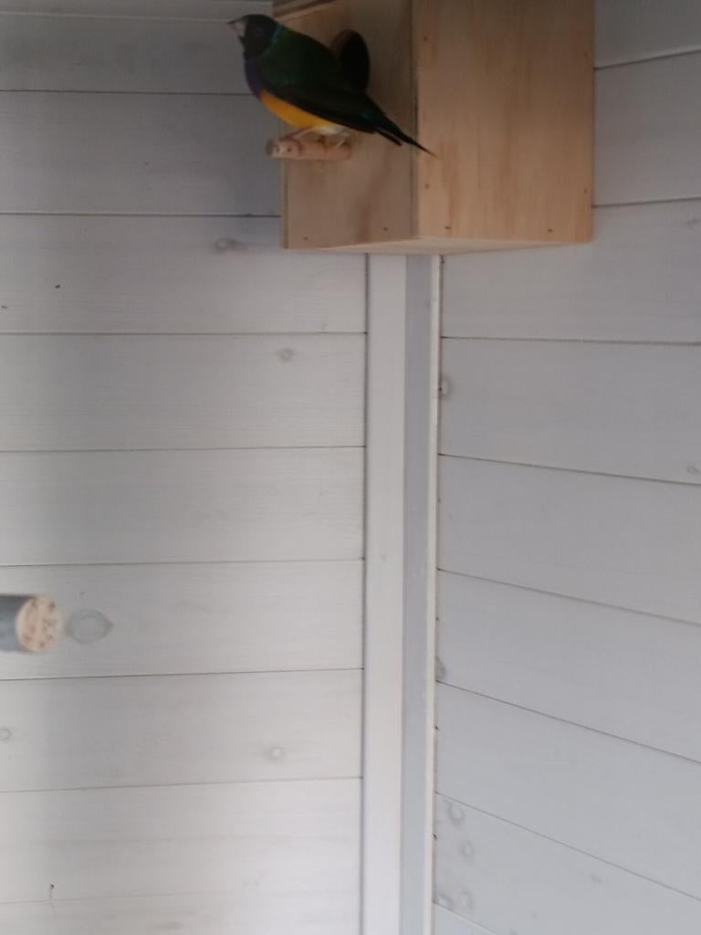 1-0 Gouldamadine, Dieren en Toebehoren, Mannelijk, Tropenvogel
