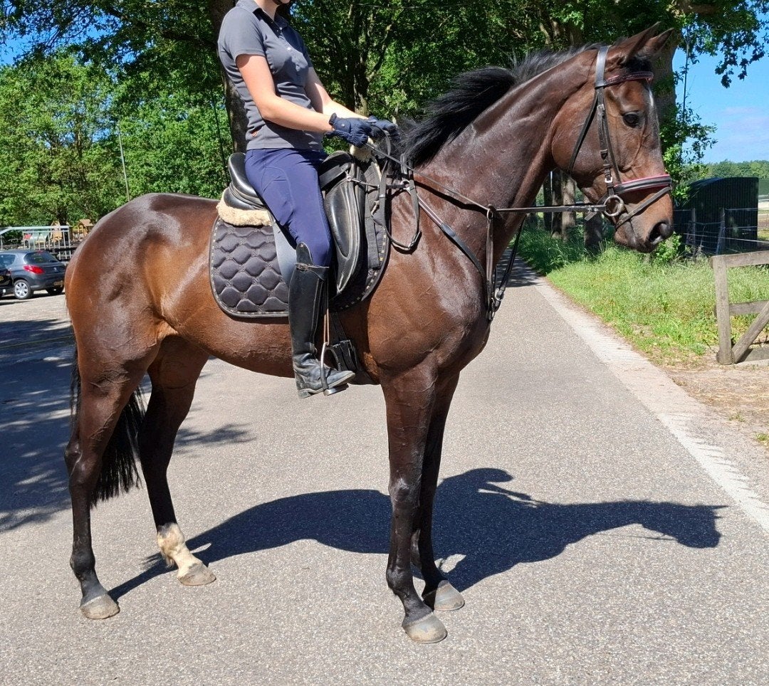 Superbrave 5 jr allrounder 1,67 (recr-manege-sport), Dieren en Toebehoren, Paarden, Merrie, 3 tot 6 jaar, Met stamboom, B