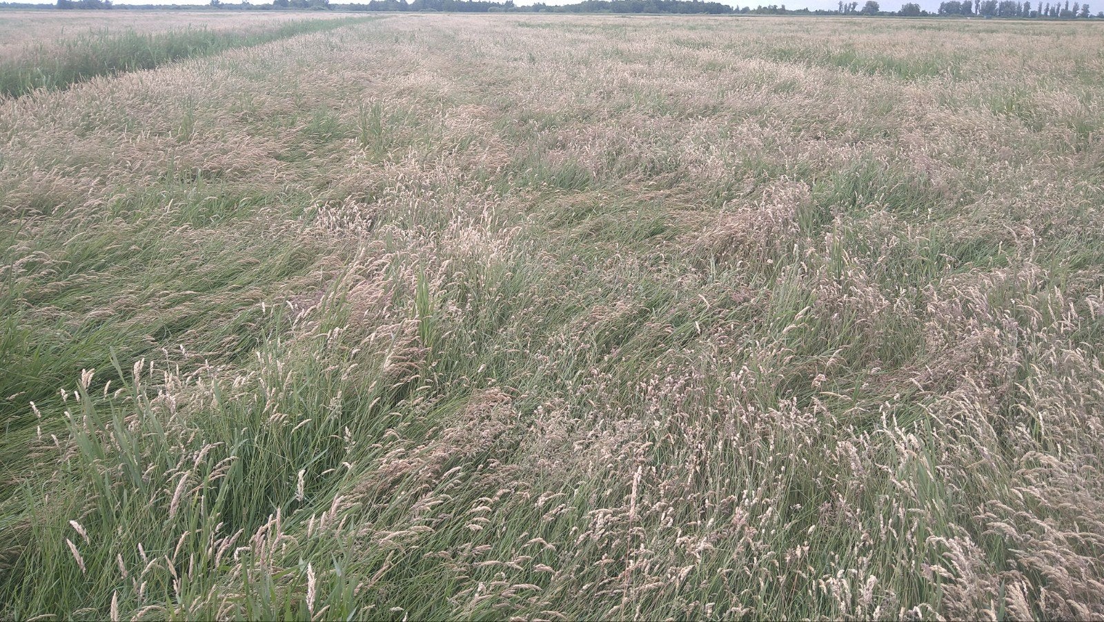 Ronde balen hooi, Ophalen, Vee
