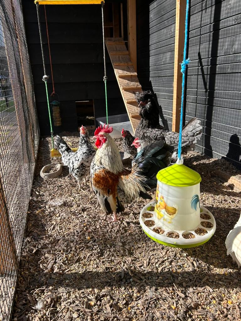 Mooie jonge bonte serama haan, Dieren en Toebehoren, Pluimvee, Mannelijk, Kip