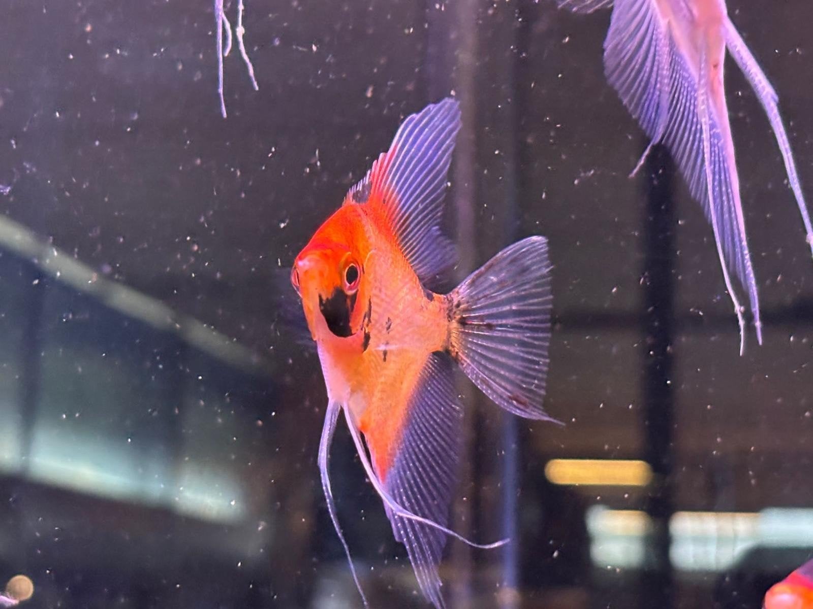 maanvis red devil, Vis, Zoetwatervis, Schoolvis