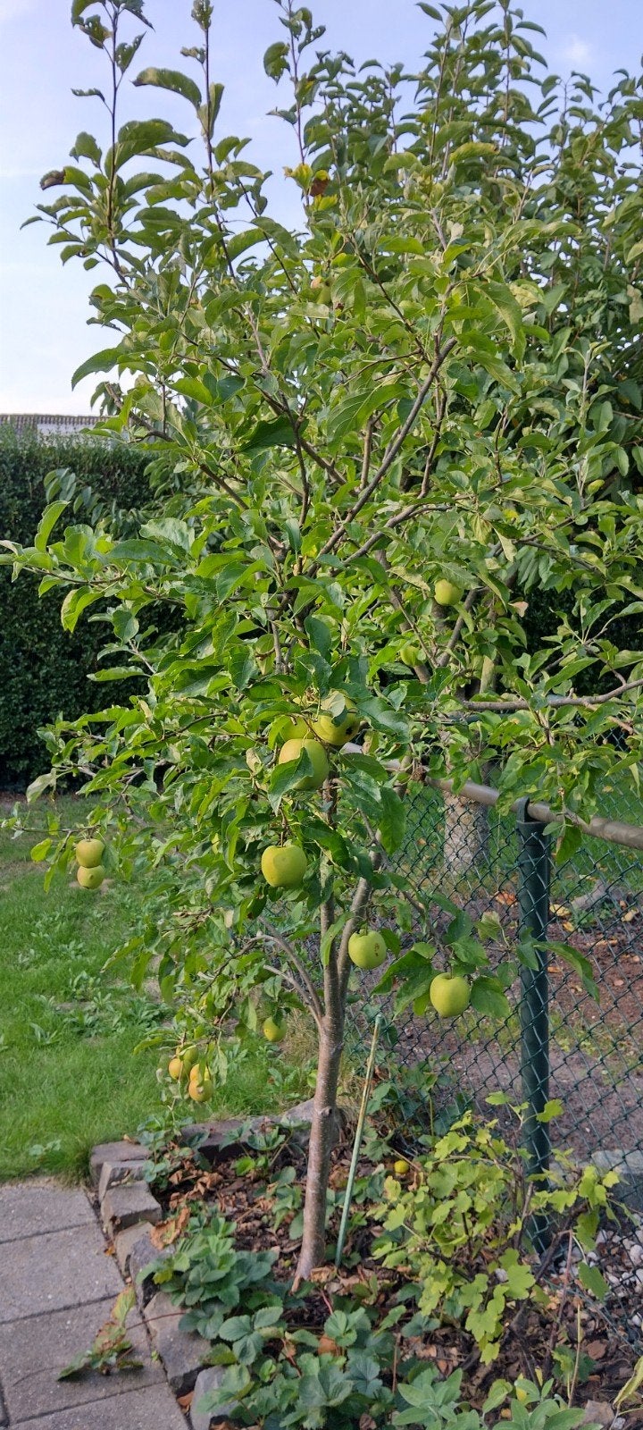 Appelboom, gratis op te halen, Tuin en Terras, Planten | Bomen, Overige soorten, Lente, 100 tot 250 cm, Ophalen