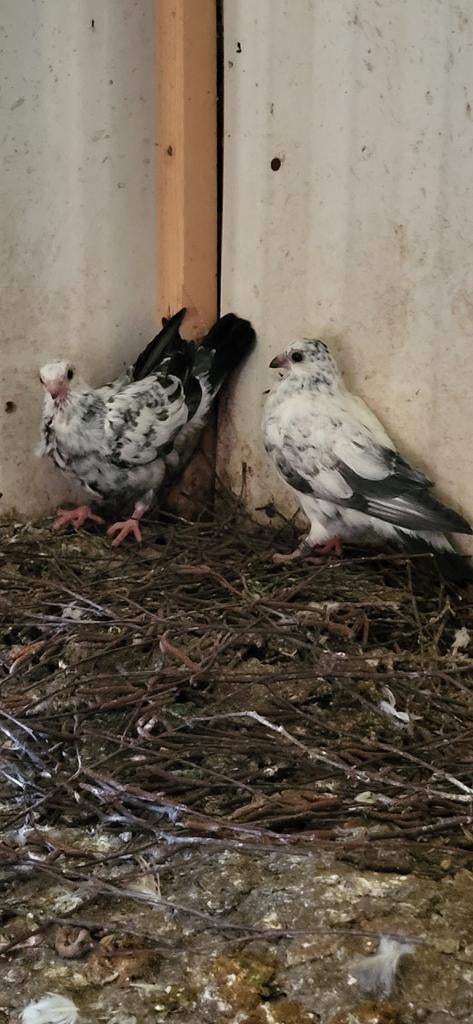 Figurita duiven nestjongen, Meerdere dieren, Overige soorten