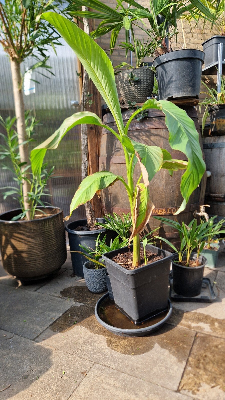 Musa Basjoo - Japanse vezelbanaan., Ophalen, Vaste plant, Fruitplanten, Halfschaduw
