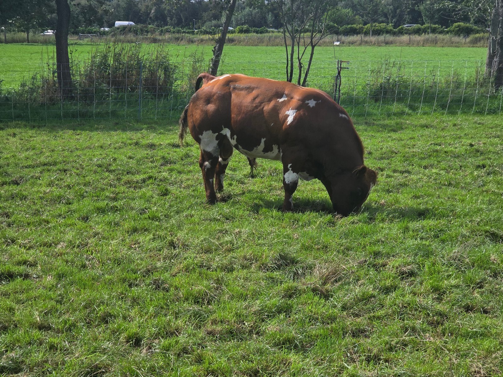 stamboek verbeterde roodbonte dikbil fokstier, Dieren en Toebehoren, Mannelijk, 0 tot 2 jaar