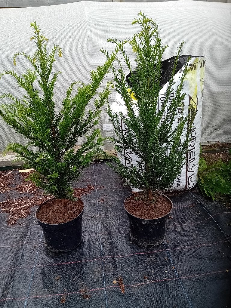 Taxus, Ophalen, Taxus, Minder dan 100 cm