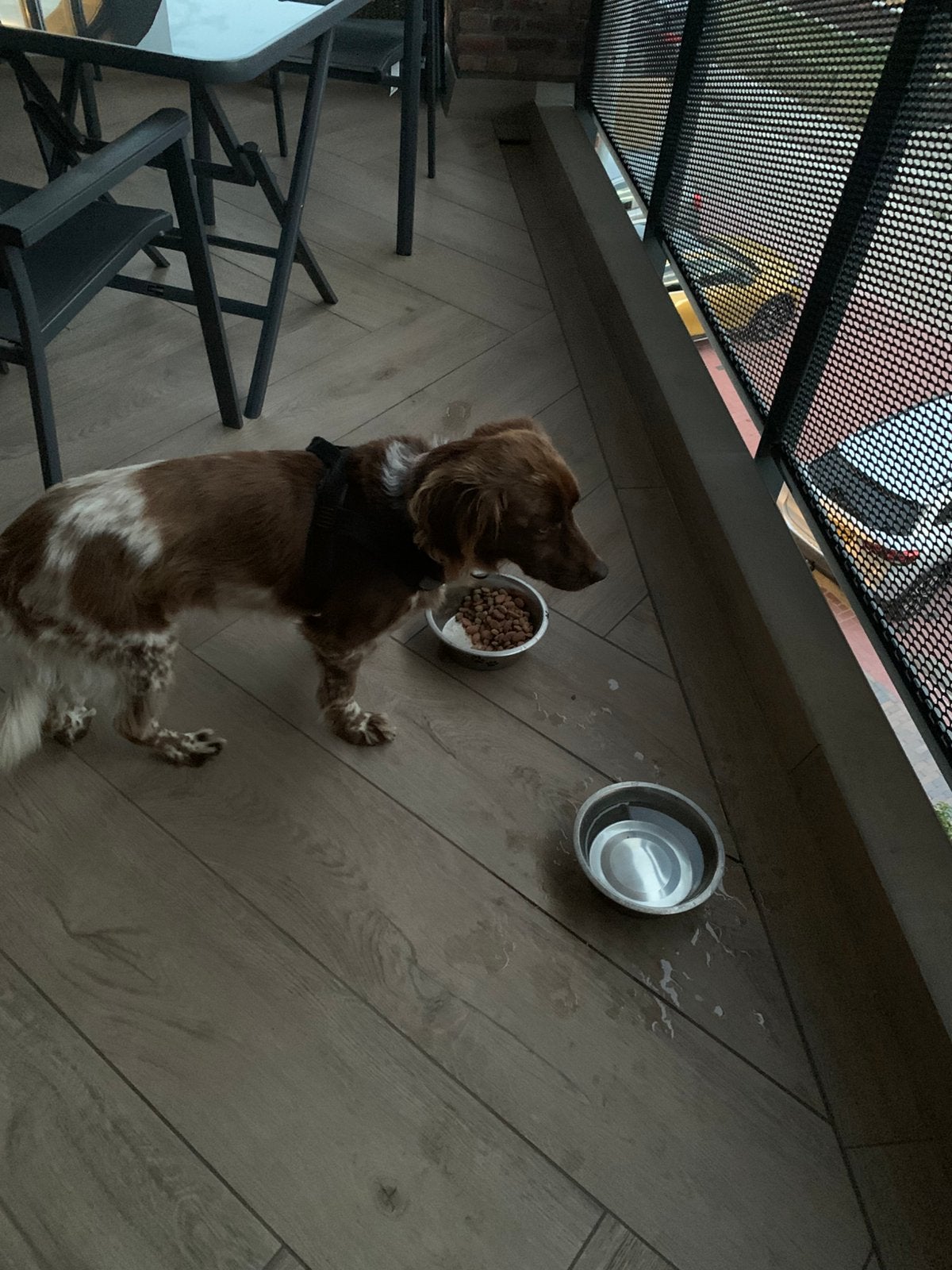 Friese Stabij, 6 jaar of ouder, Eén hond, Nederland, Particulier