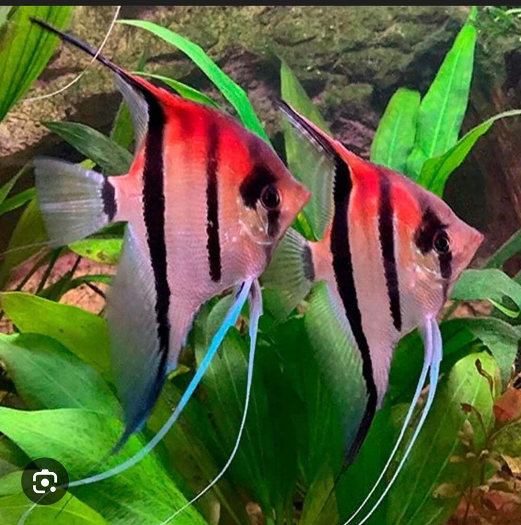 Scalare rio manacapuru red back maanvis, Dieren en Toebehoren, Vissen | Aquariumvissen, Vis