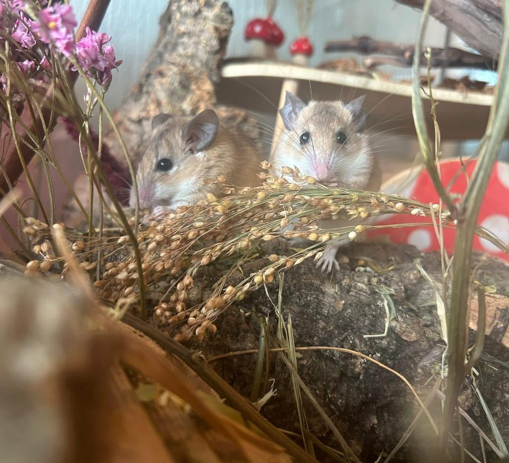 Knaagdieren zoeken een huisje, Februari, Meerdere dieren, Overige typen, Tam