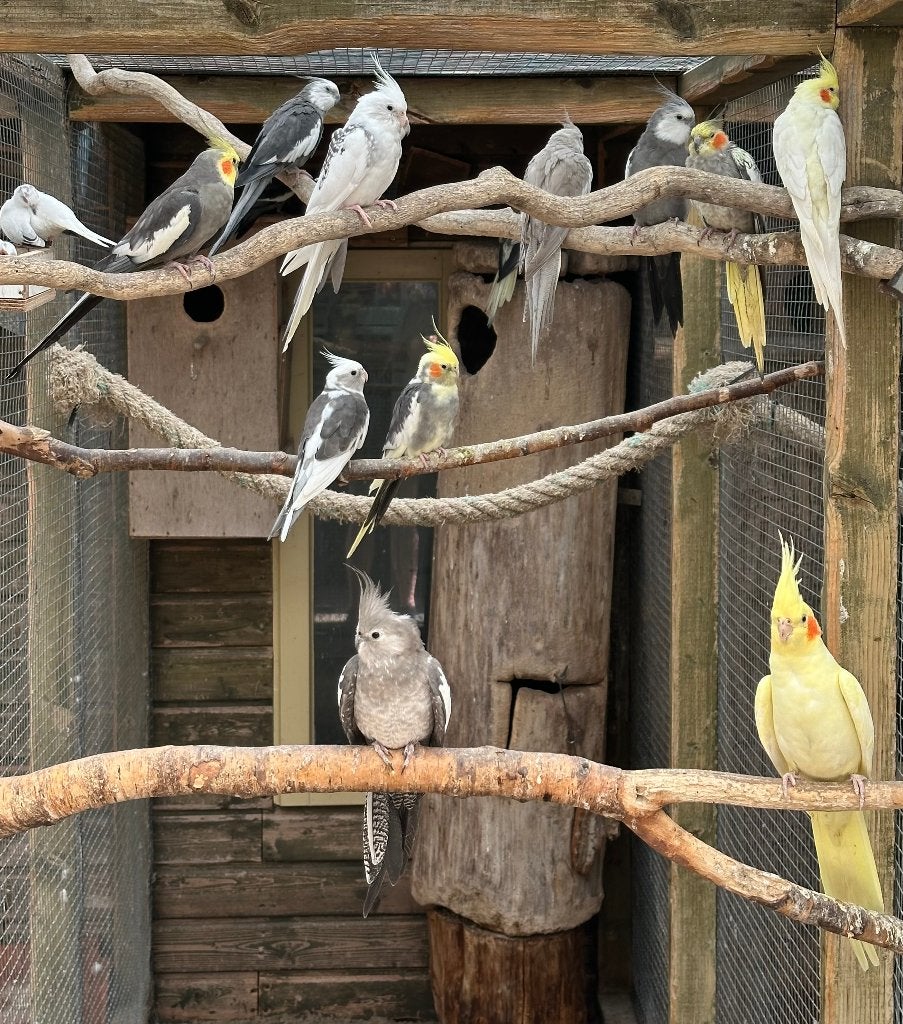 Valkparkieten koppels, Meerdere dieren, Parkiet
