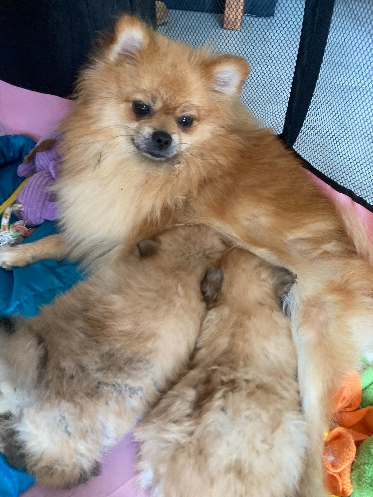 Nog 1 prachige pup, Dieren en Toebehoren, Keeshond, Meerdere, Meerdere dieren, Nederland