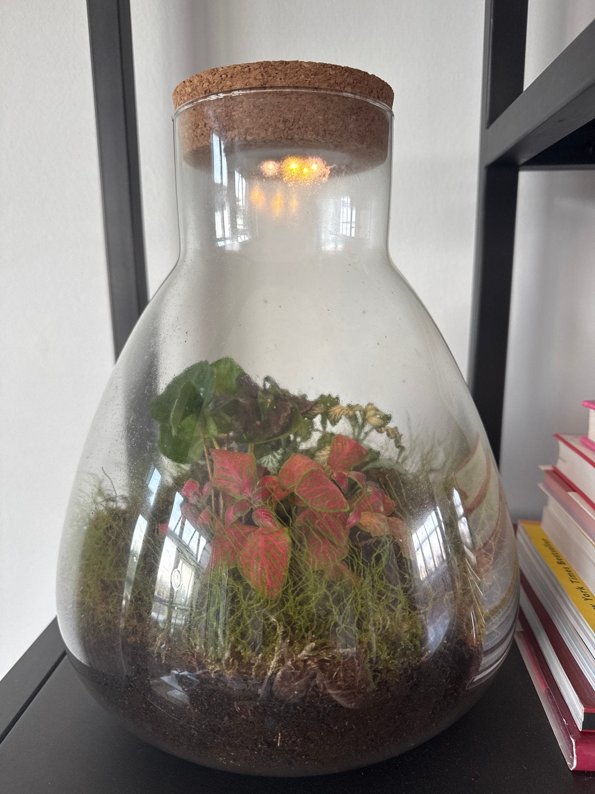 Groot glazen plantenterrarium met verlichting, Ophalen, Meerkleurig, Zo goed als nieuw, Modern