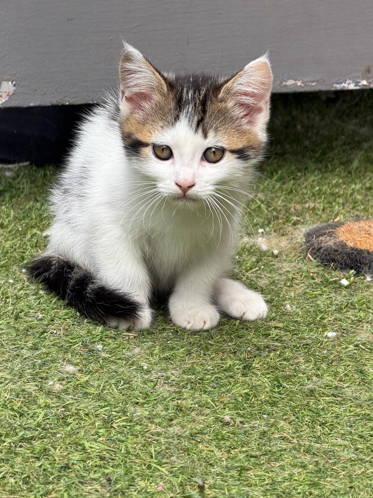Ragdoll kruising, Meerdere dieren